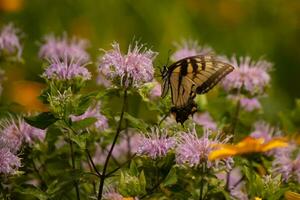 Butterfly coming out into the wildflower field for some nectar. The eastern tiger swallowtail has her beautiful black and yellow wings stretched out. Her legs holding onto a wild bergamot flower. photo