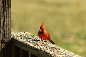 This beautiful red cardinal came out to the brown wooden railing of the deck for food. His beautiful mohawk standing straight up with his black mask. This little avian is surrounded by birdseed. photo