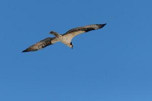 This beautiful osprey bird was flying in the clear blue sky when this picture was taken. Also known as a fish hawk, this raptor looks around the water for food to pounce on. photo