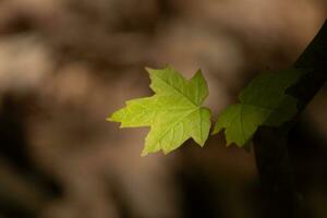 This sugar maple leaf was handing in the forest. The sunlight reflecting off almost makes it look like it is glowing. The creases in the leaf are actually veins. photo