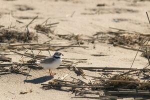 This cute little Piping Plover was seen here on the beach when I took this picture. This shorebird is so tiny and searches the sand for food washed up by the surf. I love the ring around his neck. photo