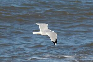 This seagull in this image is soaring across the water in search of food. The large wings are spread so it can glide along the bay breeze. The pretty white, grey, and black feathers stand out. photo
