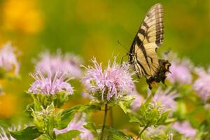 Butterfly coming out into the wildflower field for some nectar. The eastern tiger swallowtail has her beautiful black and yellow wings stretched out. Her legs holding onto a wild bergamot flower. photo