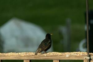 This starling came out to the wooden railing of the deck. His black feathers having white speckle like stars in the sky. His plumage shines like oil on water. His little orange beak pointed forward. photo