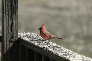 This beautiful red cardinal came out to the brown wooden railing of the deck for food. His beautiful mohawk standing straight up with his black mask. This little avian is surrounded by birdseed. photo