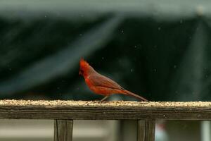 esta hermosa masculino cardenal llegó fuera a el barandilla de el cubierta para algunos alpiste. el bonito pájaro carné de identidad un brillante rojo color y casi recuerda usted de Navidad. el pequeño negro máscara soportes afuera. foto