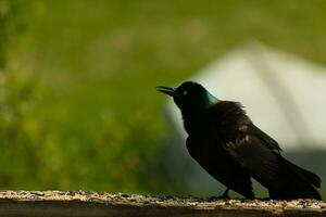 esta escalofriante mirando grackle llegó a el barandilla de el cubierta. él mira enojado y recuerda usted de Víspera de Todos los Santos. su negro plumas alborotado arriba. su amenazador amarillo ojo ese parece a brillo. foto