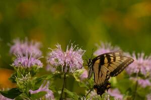 Butterfly coming out into the wildflower field for some nectar. The eastern tiger swallowtail has her beautiful black and yellow wings stretched out. Her legs holding onto a wild bergamot flower. photo