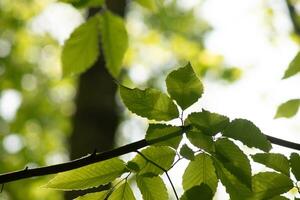 These are the leaves of the American beech tree. The oval looking leaf with the jagged edges all around. The sunlight catching the leaves in the branches, almost making them glow. photo