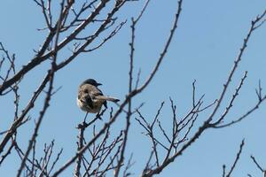 esta linda pequeño sinsonte se sentó posando en el árbol cuando yo tomó el fotografía. el ramas él se sentó en hizo no tener ninguna hojas a esconder a él. el invierno temporada es sólo finalizando y primavera es llegando foto