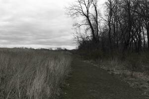 This beautiful walking path was cut through the field. The green, well-manicured lawn standing out among all the brown tall grass. This trail heads through a nature preserved around a wooded area. photo