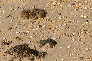 This cracked piece of horseshoe crab shell lay on the beach. The roughness of the sea broke this apart. The little eye showing on the top or the brown armor.  Pebbles lay all around among the sand. photo