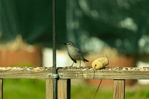 This cute little catbird was perched on the wooden railing of my deck when I took this picture. The little bird was around birdseed and came out for some food. I love his cute little grey body. photo