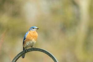 This pretty bluebird came out to the shepherds hook to rest. The little avian sat on the metal pole for a bit. His rusty orange belly with a white patch stands out from his blue head and dark eyes. photo