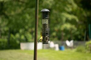 I love the look of these goldfinches on this birdfeeder. The brightly colored birds really love to come out to get some black oil sunflower seed. I love the yellow and black feathers. photo