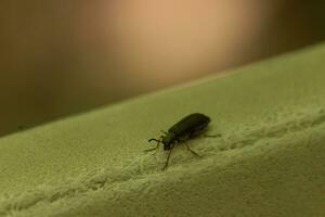 esta linda pequeño ampolla escarabajo insecto se sentó aquí en el verde hoja cuando yo tomó esta fotografía. el pequeño negro tenazas frente a yo con el grande negro ojos. el pequeño pelos en el piernas pega afuera. foto