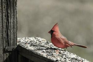 This beautiful red cardinal came out to the brown wooden railing of the deck for food. His beautiful mohawk standing straight up with his black mask. This little avian is surrounded by birdseed. photo