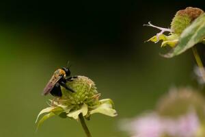 abejorro pegajoso a el salvaje bergamota en el campo. esta bonito polinizador es trabajando mediante el tubos de esta planta. el negro y amarillo de esta insecto mira bonito como su alas brillar en el Dom. foto