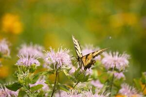 Butterfly coming out into the wildflower field for some nectar. The eastern tiger swallowtail has her beautiful black and yellow wings stretched out. Her legs holding onto a wild bergamot flower. photo