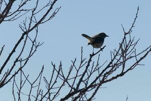 This cute little mockingbird sat posing in the tree when I took the picture. The branches he sat in did not have any leaves to hide him. The Winter season is just ending and Spring is arriving. photo
