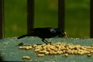 This pretty grackle bird came to the glass table for some peanuts. I love this bird's shiny feathers with blue and purple sometimes seen in the plumage. The menacing yellow eyes seem to glow. photo