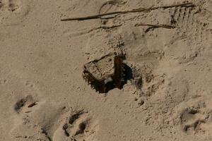 This brown horseshoe crab shell lay flipped over on the beach. Brought in by the tides of the ocean and picked apart by the scavengers. This jagged part of the crustacean lay in the sand. photo