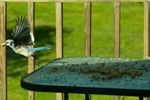 I love the look of this blue jay frozen in the air. This bird was just taking off from the table and is leaving with a peanut in his beak. His beautiful outstretched wings with pretty blue feathers. photo
