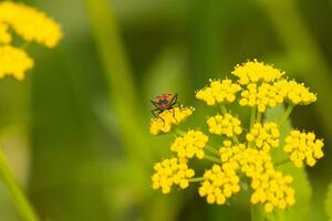 This false milkweed bug was seen here on a golden Alexander wildflower when I took the picture. He almost seems to be posing. This is a type of seed bug. I love the red and black of this insects body. photo