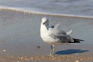 This large seagull is standing at the beach around the water in search of food. The grey, white, and black feathers of this shorebird stand out from the brown sand and ocean water. photo