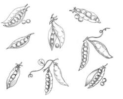 Hand Drawn Peas Illustration Set vector