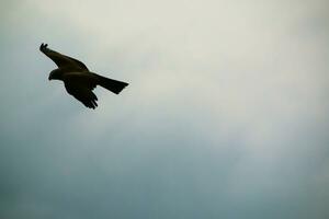 A view of a Red Kite photo