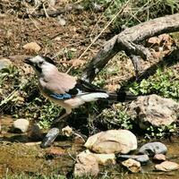 A view of a Jay photo