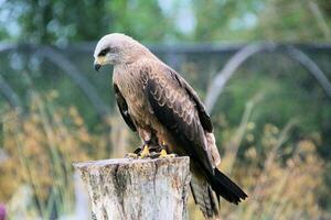 A view of a Red Kite photo
