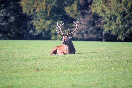 A view of a Red Deer in the Cheshire Countryside on a sunny day photo