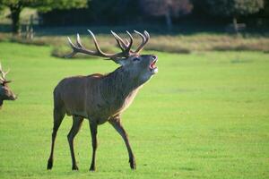 A view of a Red Deer in the Cheshire Countryside on a sunny day photo