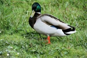 A view of a Mallard Duck photo