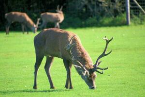 A view of a Red Deer in the Cheshire Countryside on a sunny day photo