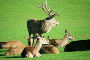 A view of a Red Deer in the Cheshire Countryside on a sunny day photo