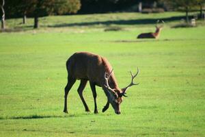 A view of a Red Deer in the Cheshire Countryside on a sunny day photo