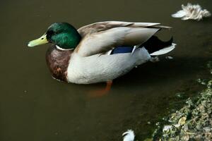 A view of a Mallard Duck photo