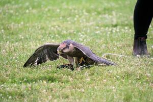 A view of a Lanner Falcon photo