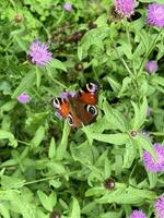 A view of a Butterfly on a leaf photo