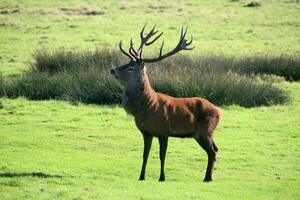 A view of a Red Deer in the Cheshire Countryside on a sunny day photo