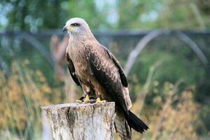 A view of a Red Kite photo