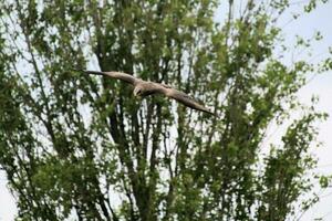 A view of a Red Kite photo