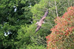 A view of a Red Kite photo