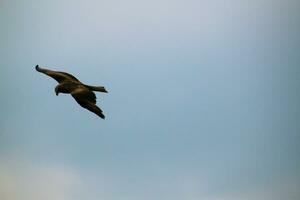 A view of a Red Kite photo