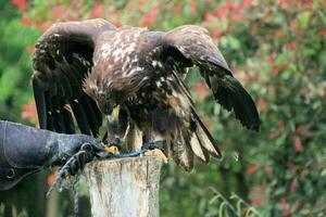 A view of a White Tailed Eagle photo