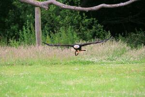 A view of an American Bald Eagle photo