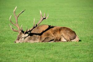 A view of a Red Deer in the Cheshire Countryside on a sunny day photo